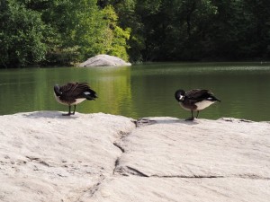 Les canards de Central Park