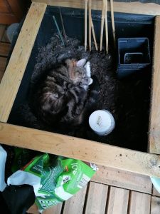 Le chat dort dans le potager