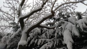 De la neige sur un arbre
