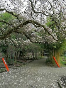 Les magnolias du jardin public de Bordeaux