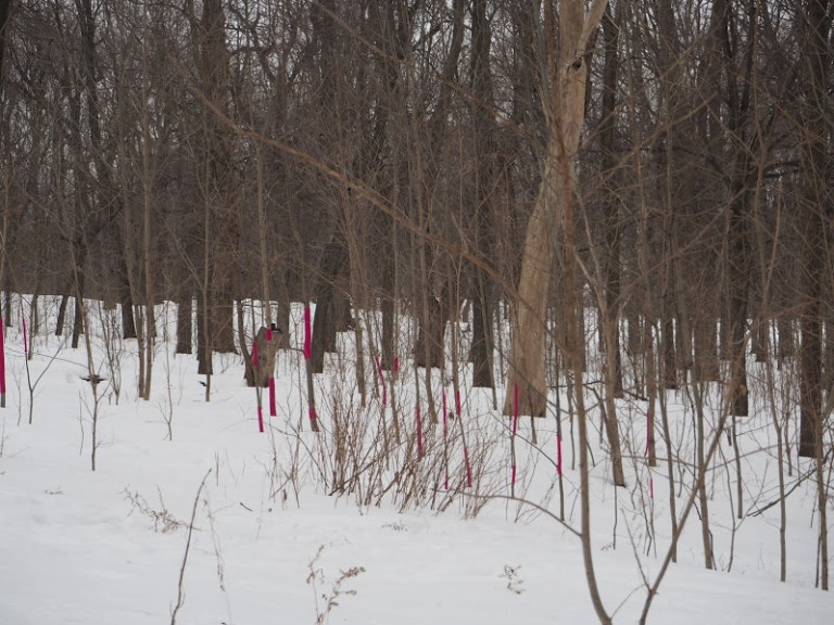 Tricoter des pulls pour les arbres