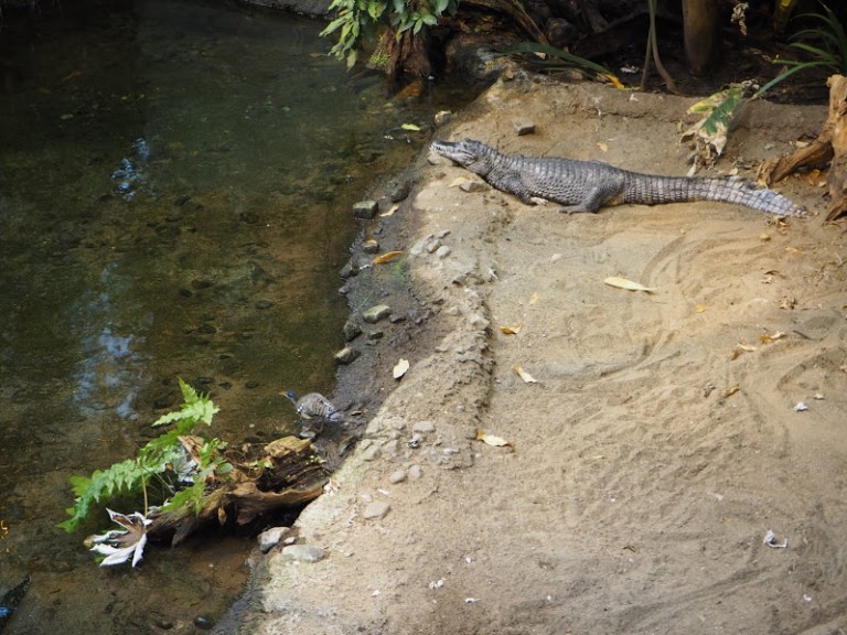 Alligator au Biodôme de Montréal