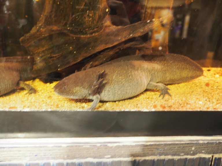 Un axolotl
