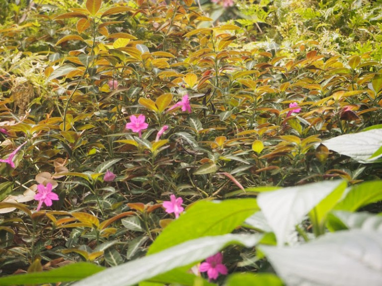 Des fleurs au coeur du Biodôme