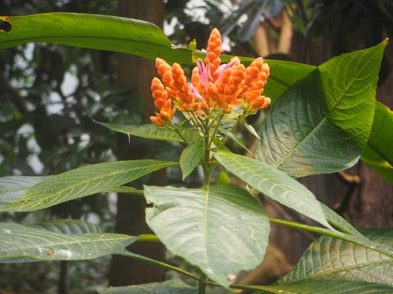 Des fleurs au coeur du Biodôme