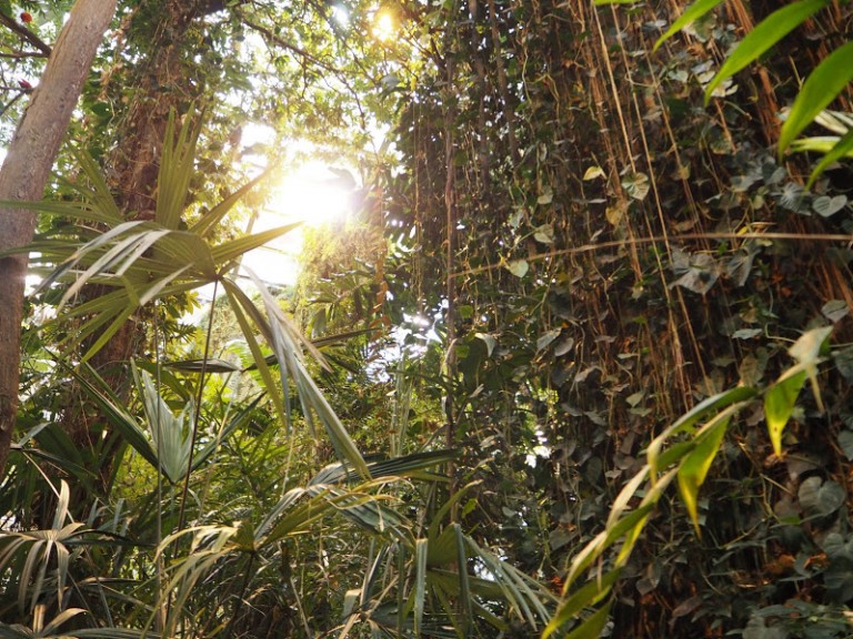 Jungle sous dôme
