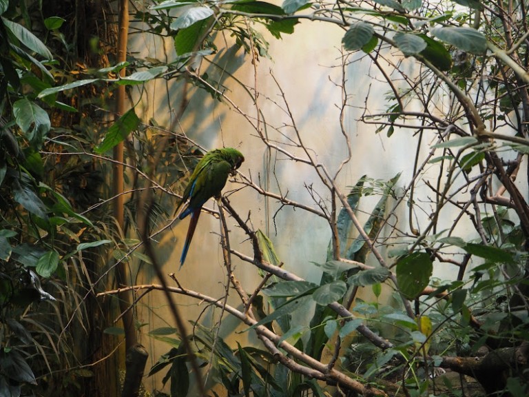 Perruche au Biodôme de Montréal
