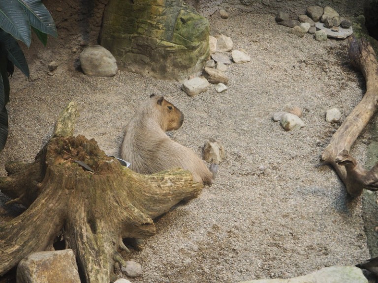 Capybara mignon
