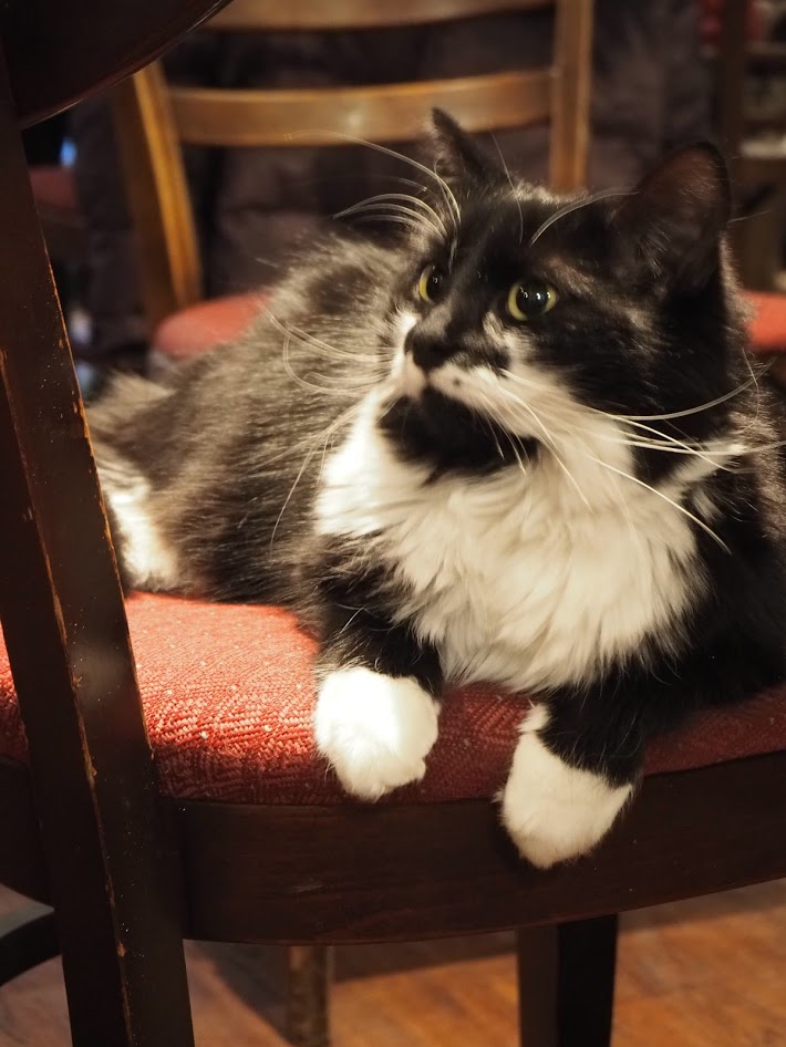 Un joli chat noir et blanc