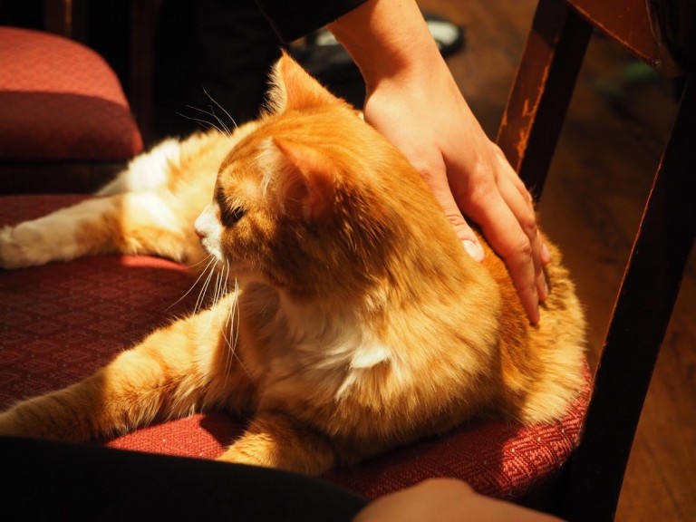 Un joli chat roux