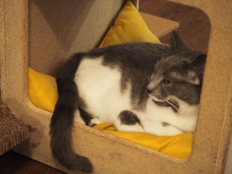 Un chat gris et blanc se repose sur un coussin jaune