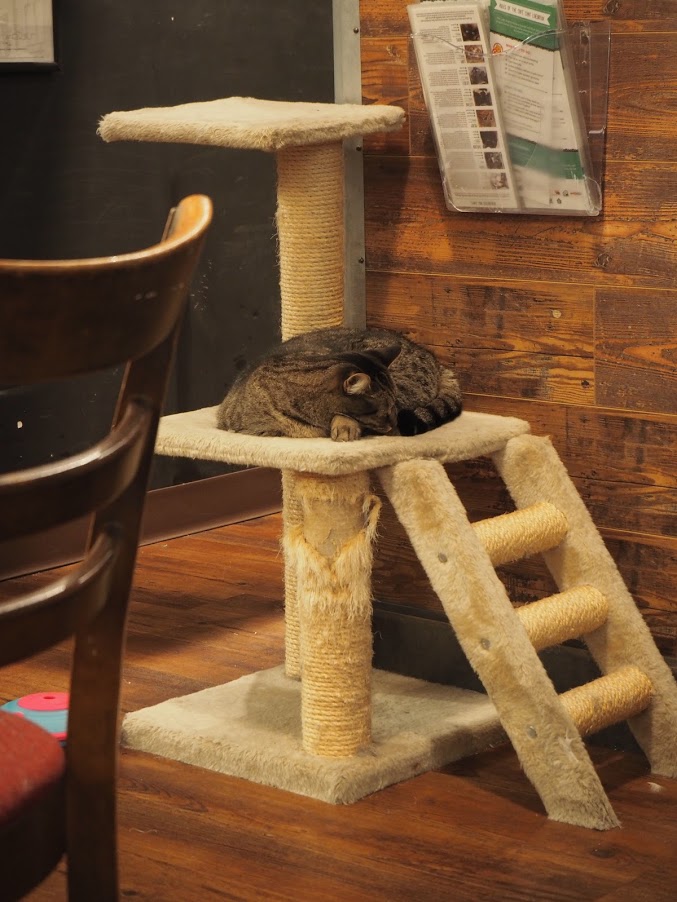 Un chat tigré dort sur un arbre à chat
