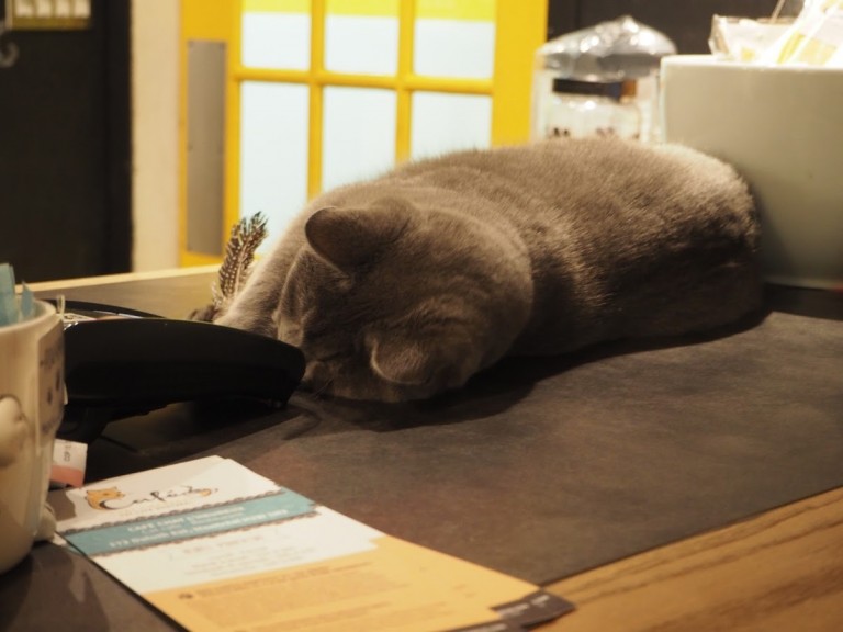 Un chat gris joue paresseusement