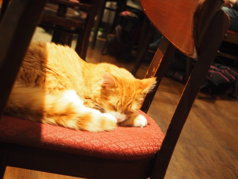 Un petit chat roux dort