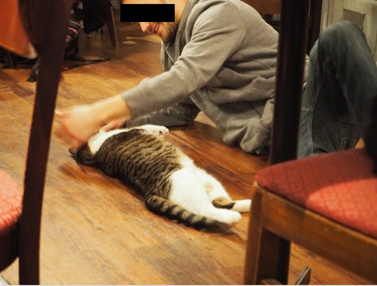Jouer avec un petit chat dans un café des chats