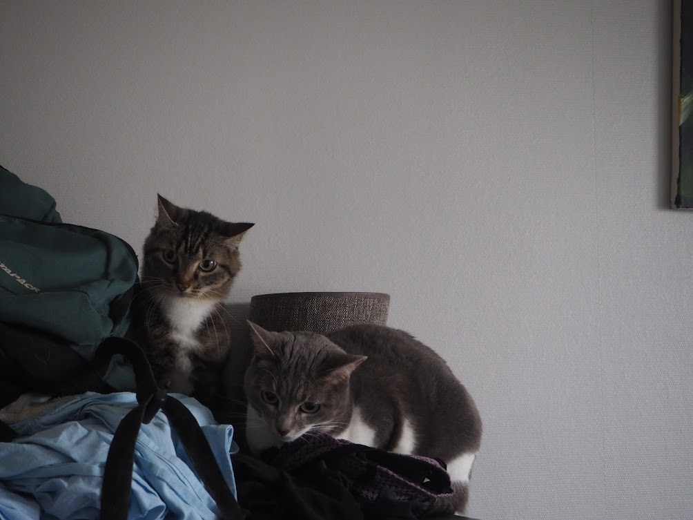 Nos chats fâchés par l'aspirateur