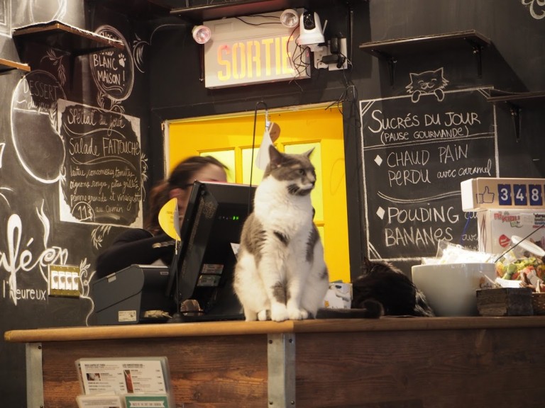 Café Chat l'Heureux à Montréal