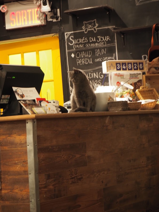 Café Chat l'Heureux à Montréal