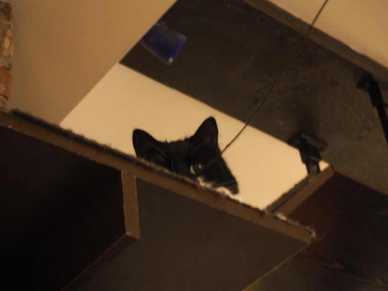 Café Chat l'Heureux à Montréal