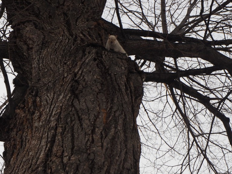 Un écureuil blanc dans un parc de Montréal