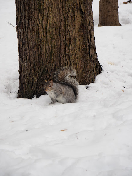Un écureuil au Mont Royal
