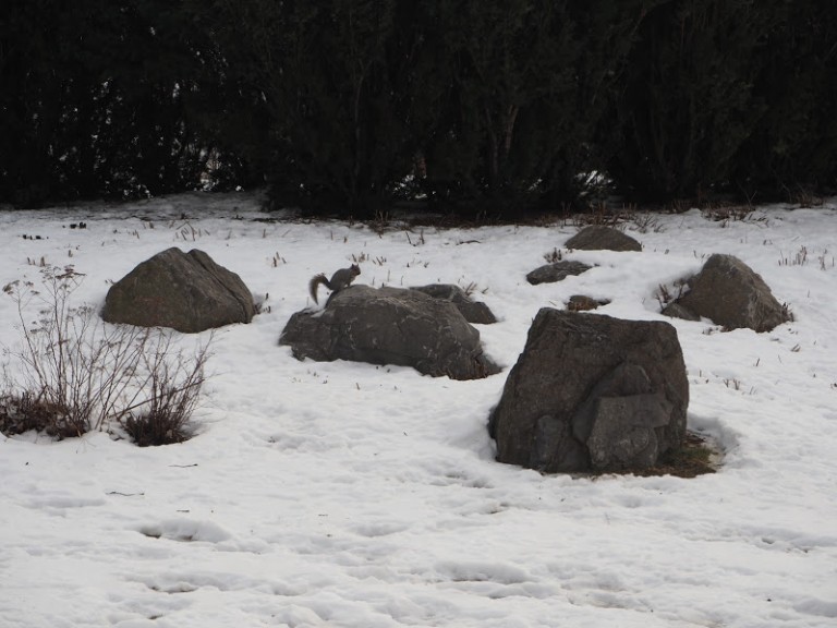 Un écureuil dans la neige montréalaise