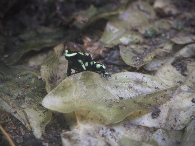 Petite grenouille vénéneuse