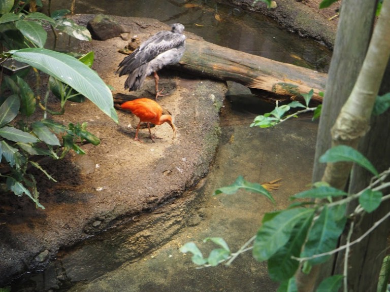 Ibis rouge au Biodôme