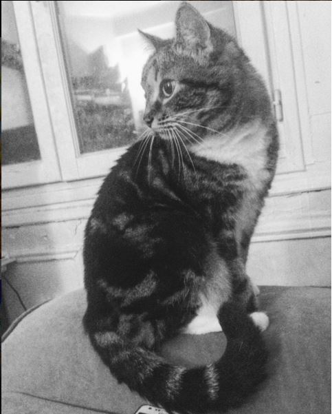 Kenya, le joli chat