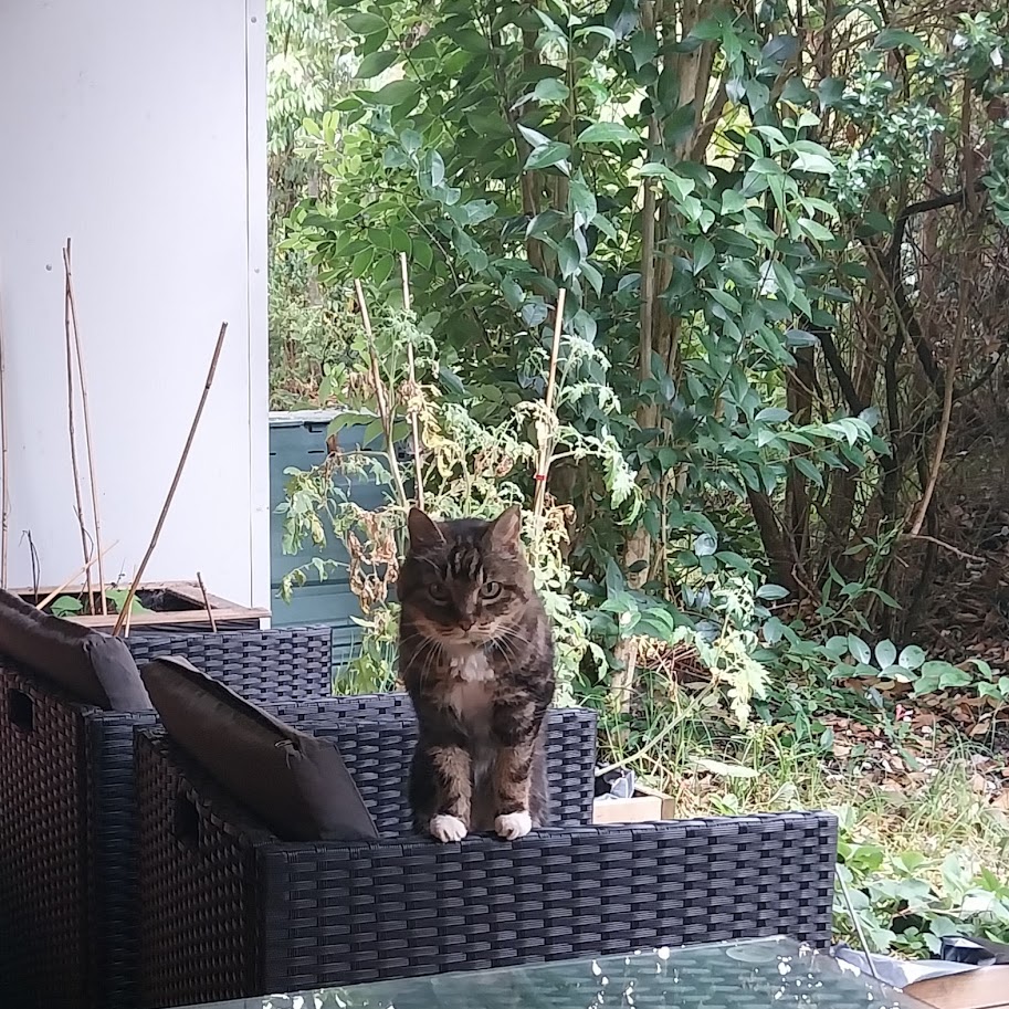 Mémé chat veut monter sur la table