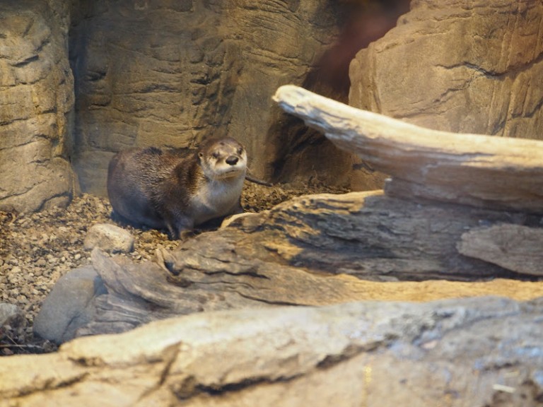 Jolie loutre