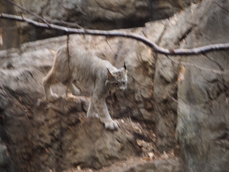 Le lynx du Canada, magnifique prédateur