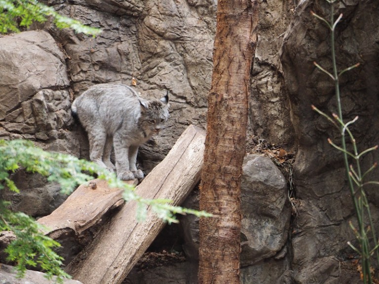 Le lynx du Canada au Biodôme de Montréal