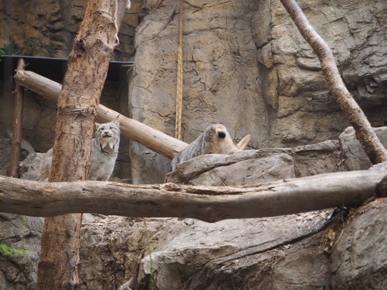 Deux lynx : un de face et l'autre qui montre sa petite queue pompon