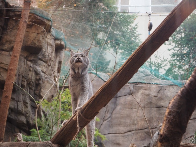 Le lynx du Canada