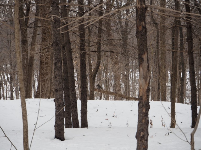 Un écureuil sur le mont royal