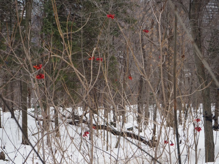 L'hiver canadien : balade au Mont Royal