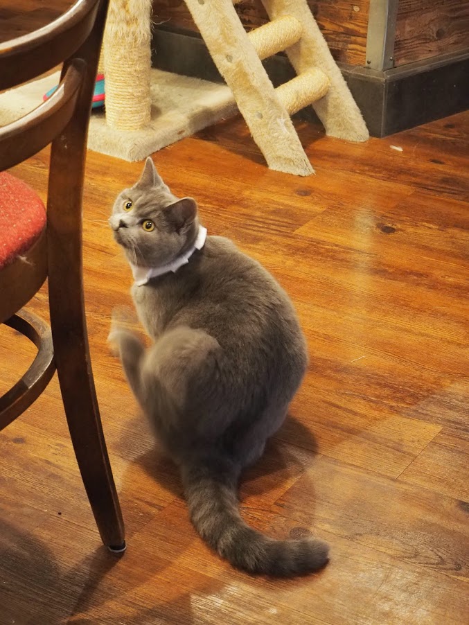 Le chat Mousse au café des chats