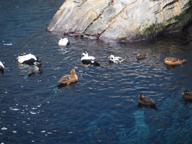 Des canards qui flottent sur le bassin du Biodôme