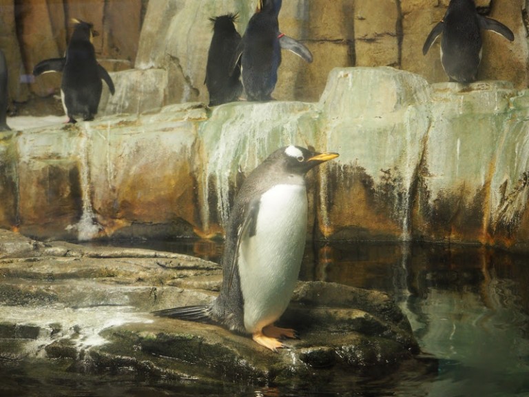 Les pingouins du Biodôme