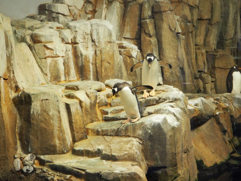 Les pingouins du Biodôme