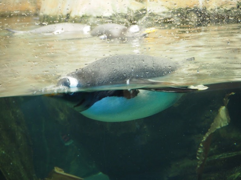 Les pingouins du Biodôme