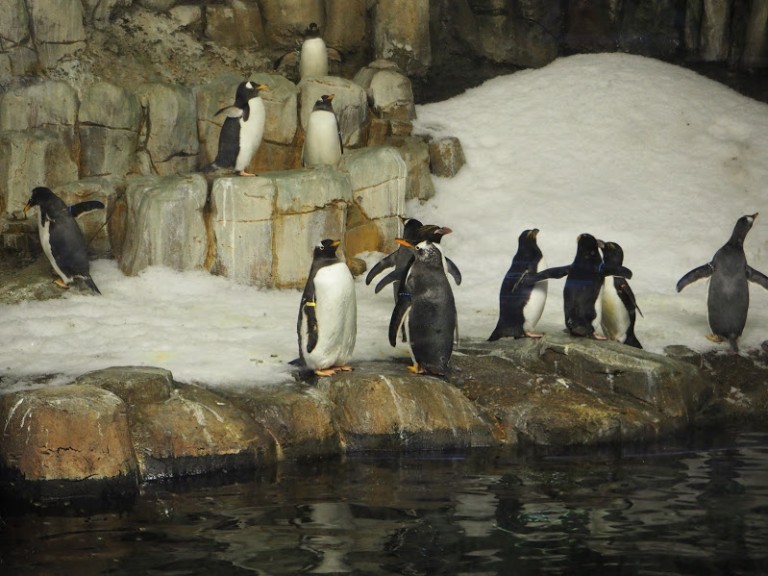 Les pingouins du Biodôme