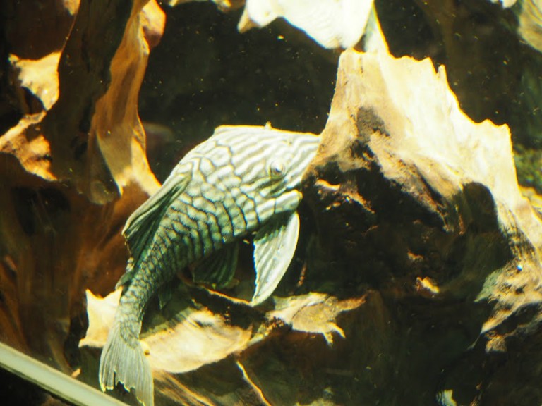 Poisson exotique