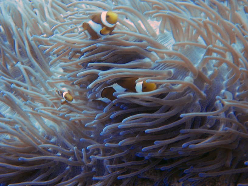 Joli poisson clown