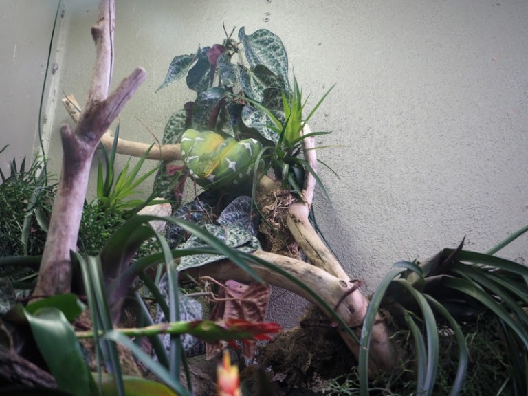 Un serpent assoupi dans un arbre