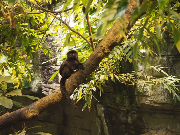 Adorable petit singe