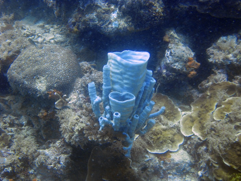 Une belle gorgone