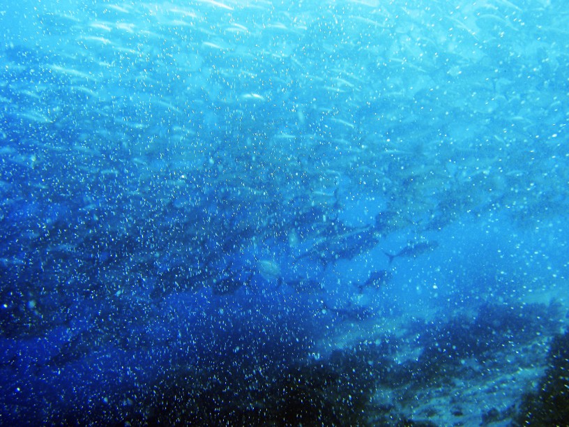 Banc de Black fishes de loin