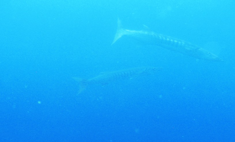 Barracudas